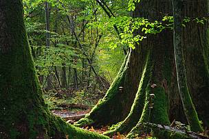 Bialowieza bosque Polonia Patrimonio Mundial tala