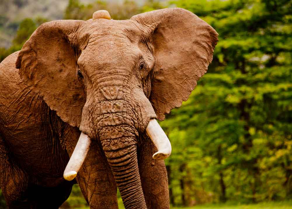 bueno recuerda sin Especies y hábitats: Elefante - Nuestro trabajo | WWF España