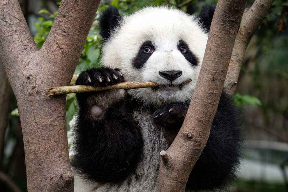 Representación Rascacielos excursionismo Especies y hábitats: Oso Panda - Nuestro trabajo | WWF España
